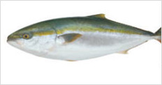 宿毛湾の養殖魚ブリ