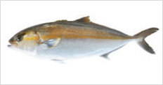 宿毛湾の養殖魚カンパチ