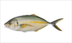 宿毛湾の養殖魚シマアジ