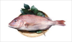 宿毛湾の養殖魚マダイ